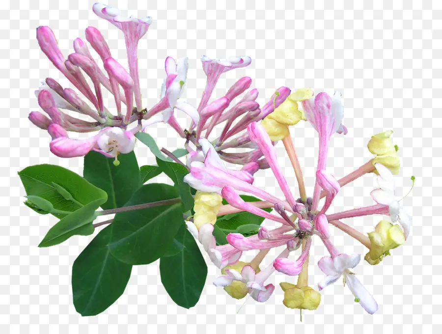 Chèvrefeuille，Rose PNG