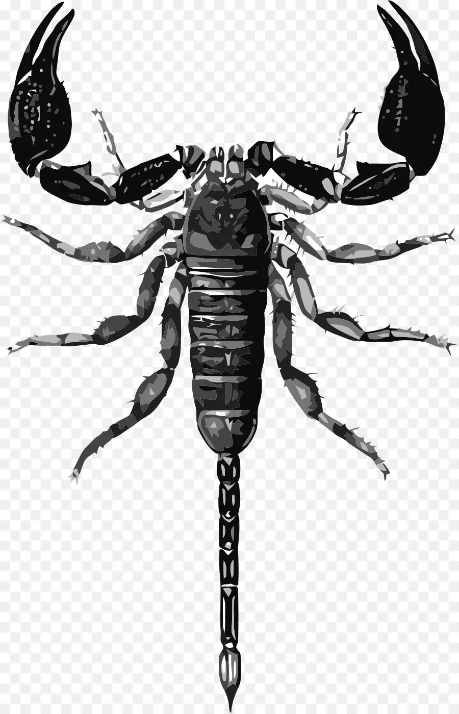 Scorpion，Noir PNG