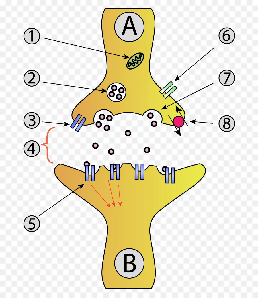 Diagramme Synapse，Neurones PNG