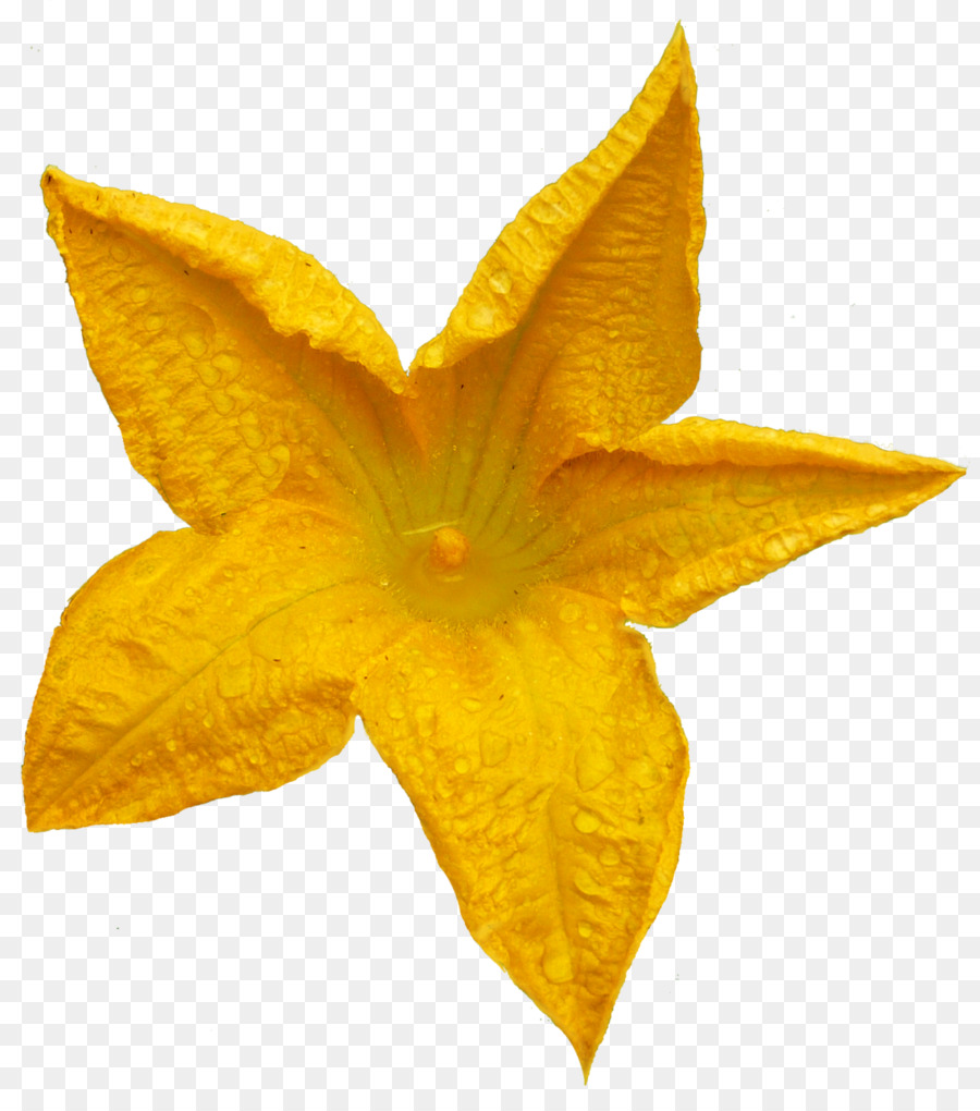 Fleur，Albom PNG
