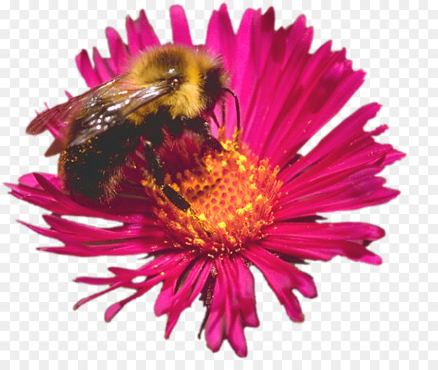 Abeille，Insecte PNG