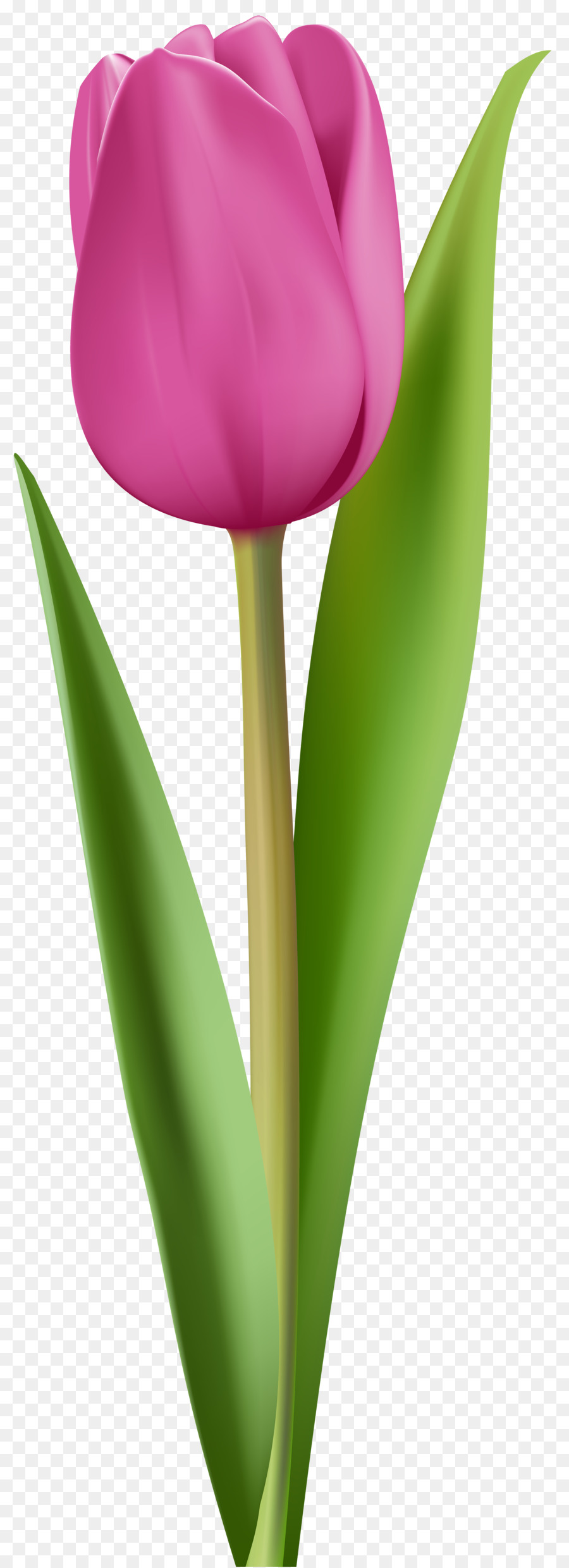 Tulipes Violettes，Bouquet PNG