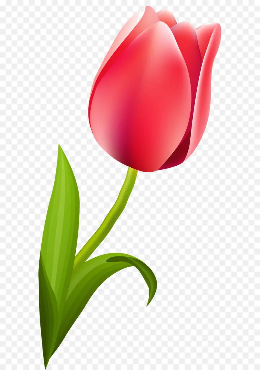 Tulipe Rouge，Tige PNG