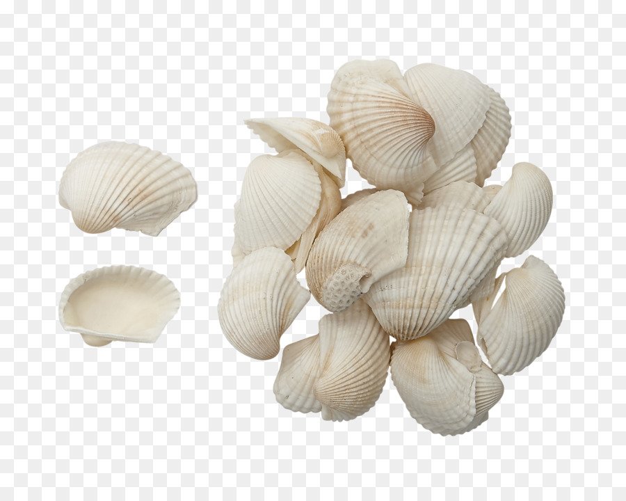 Coquillages Blancs，Plage PNG