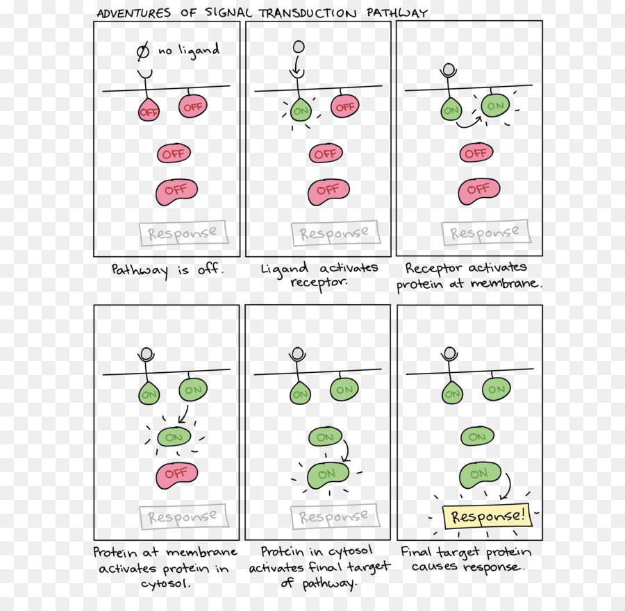 La Transduction Du Signal，La Signalisation Cellulaire PNG