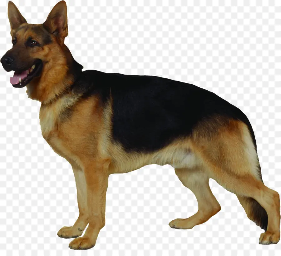 Berger Allemand，Chien PNG