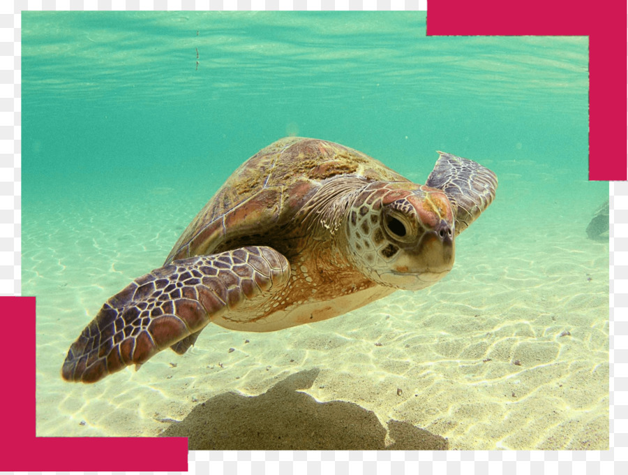 Tortue，Tortue De Mer PNG