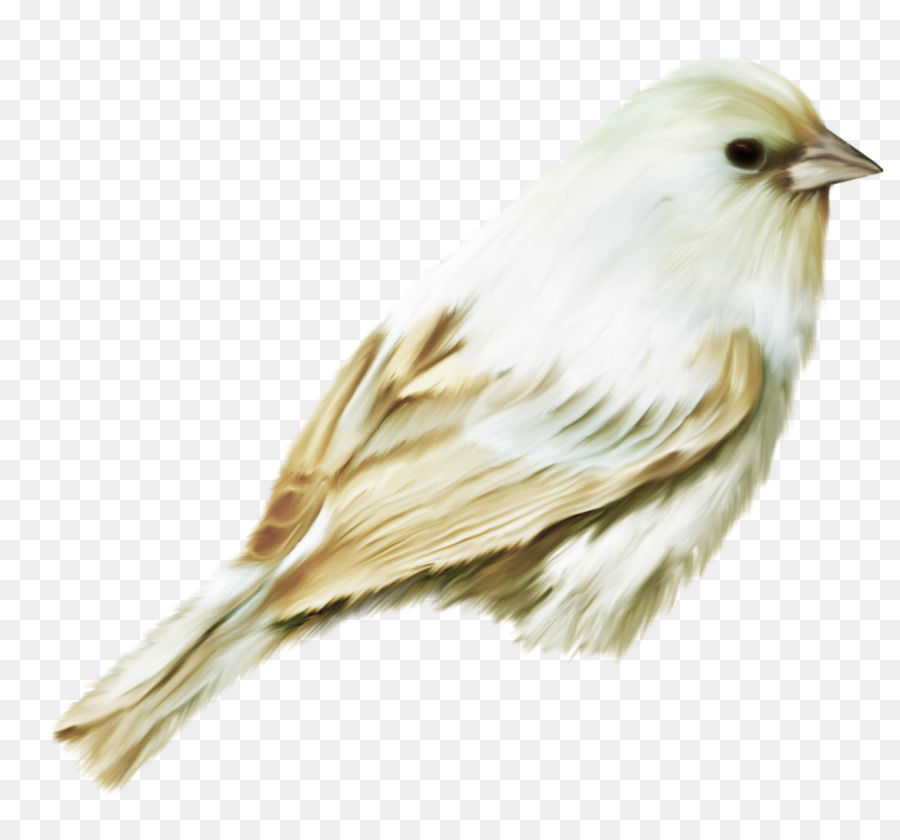 Oiseau Blanc Et Marron，Plumes PNG