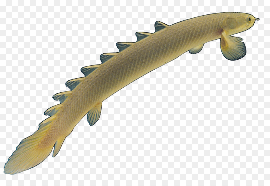 Poisson，Aquatique PNG