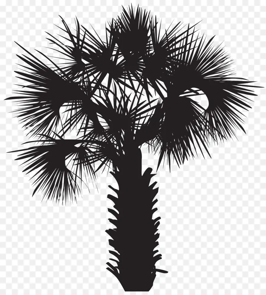 Arecaceae，Dessin PNG