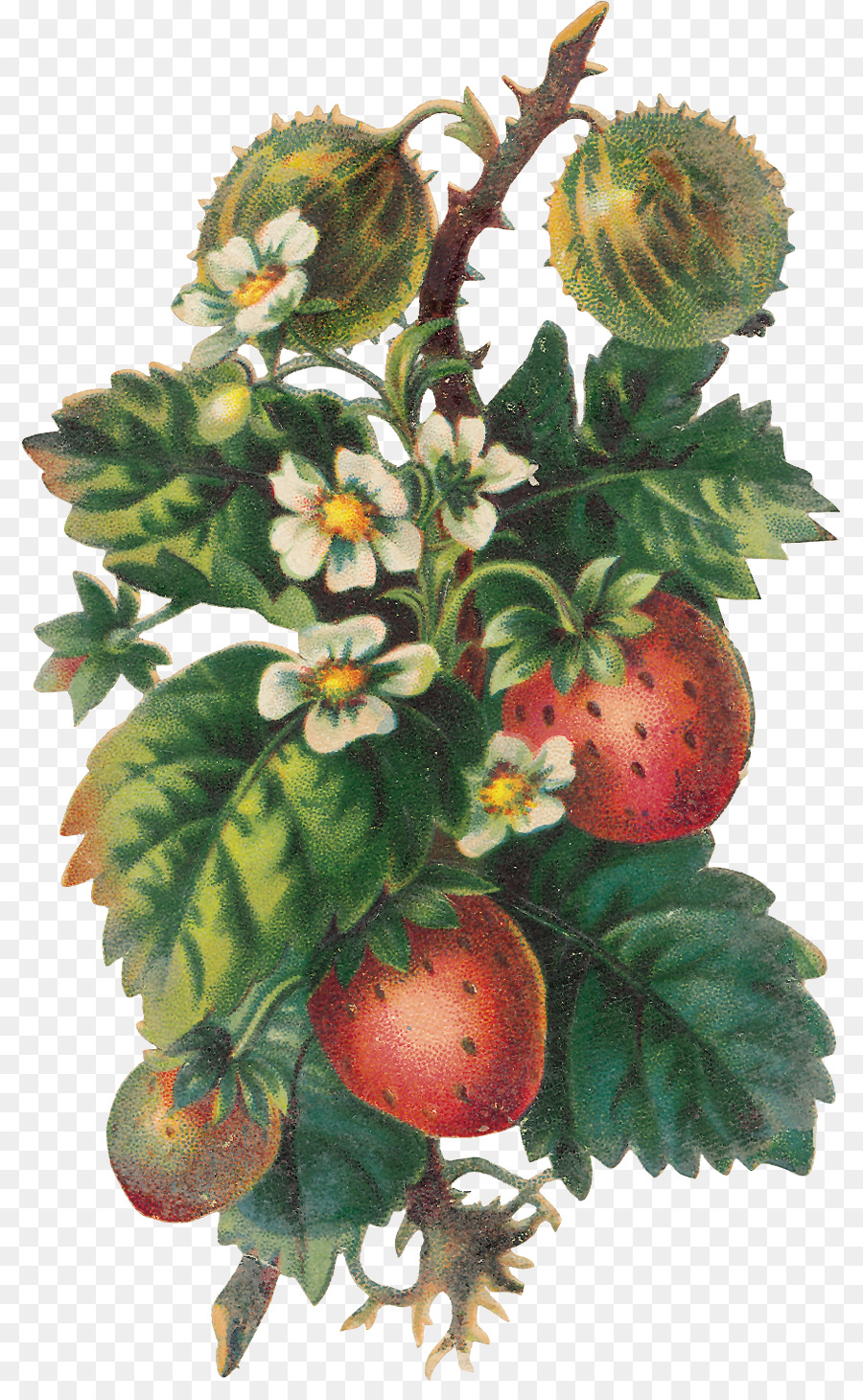 Fraises，Baies PNG