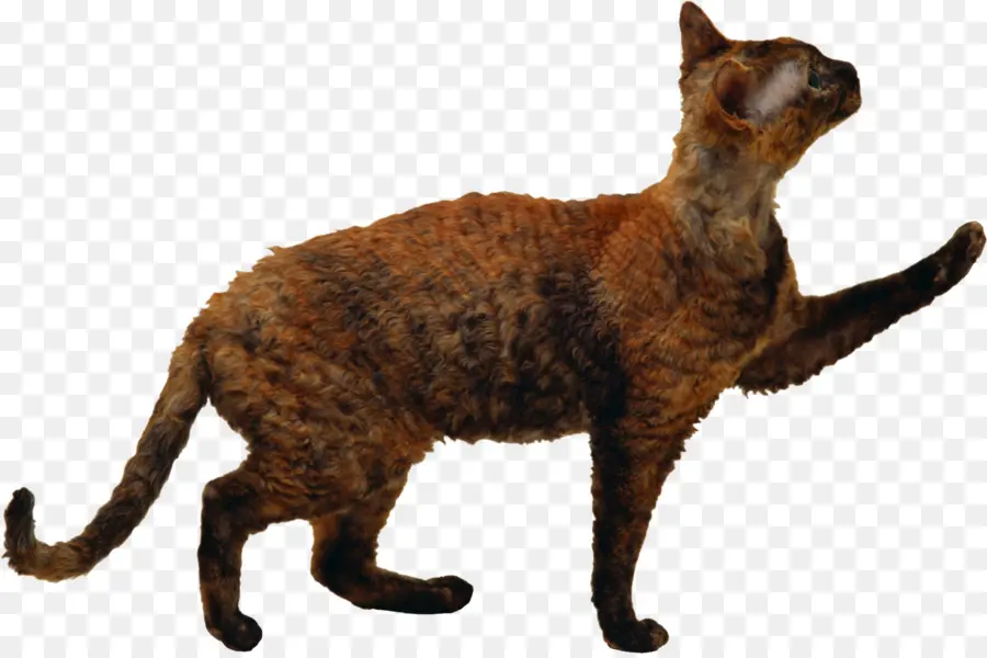 Chat，Animal De Compagnie PNG