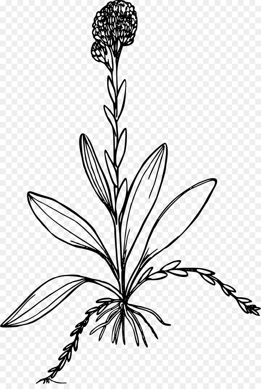 Dessin De Fleur，Feuilles PNG