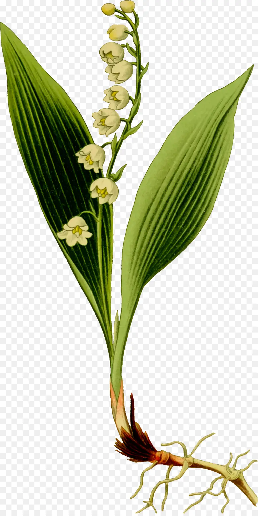 Muguet，Dessin PNG