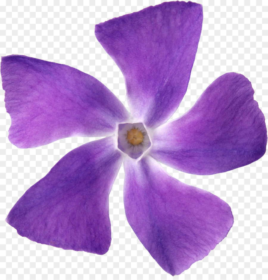 Fleur Violette，Fleurir PNG