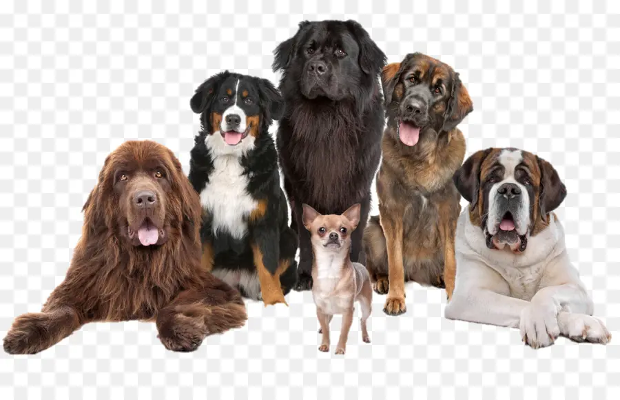 Groupe De Chiens，Animaux De Compagnie PNG