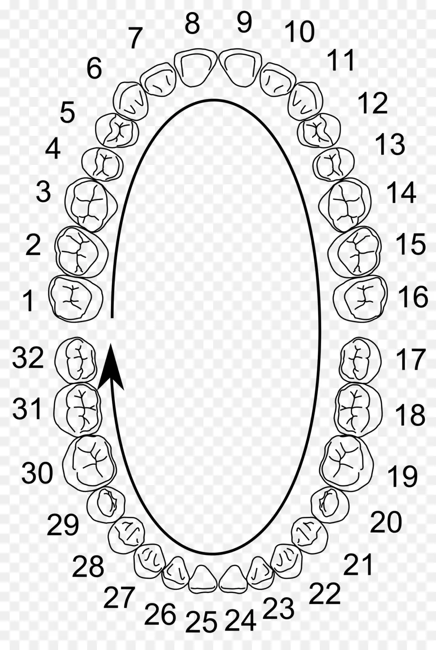 Diagramme Des Dents，Dentaire PNG