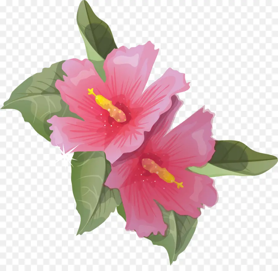 Hibiscus，Animation PNG