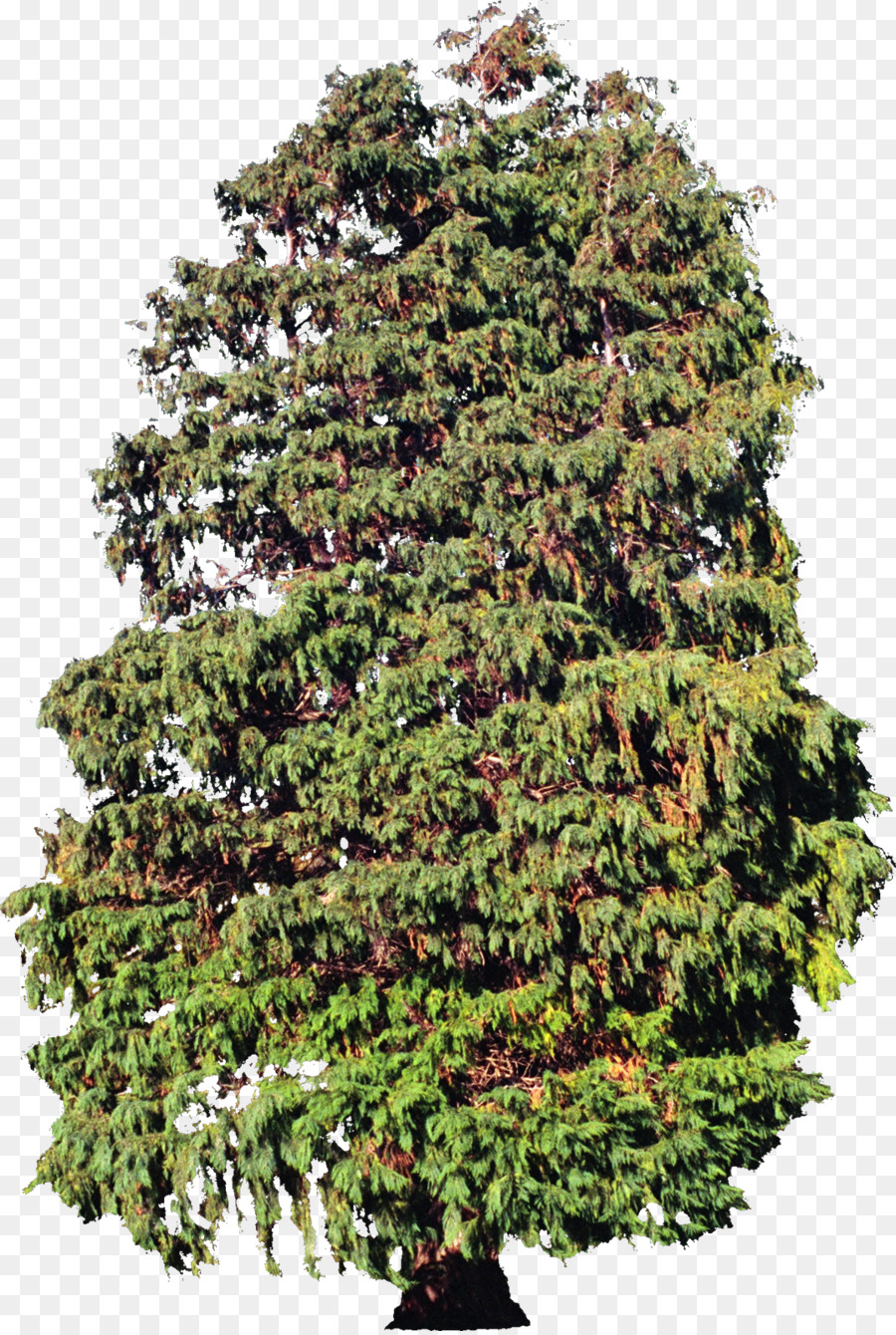 Arbre，Plante PNG