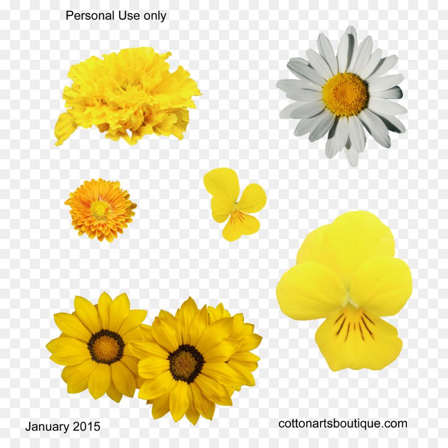 Fleur，Jaune PNG