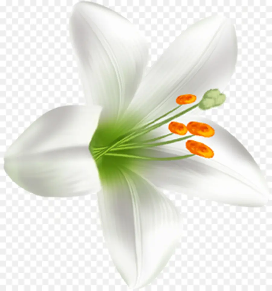 La Floraison De La Plante，Fleur PNG