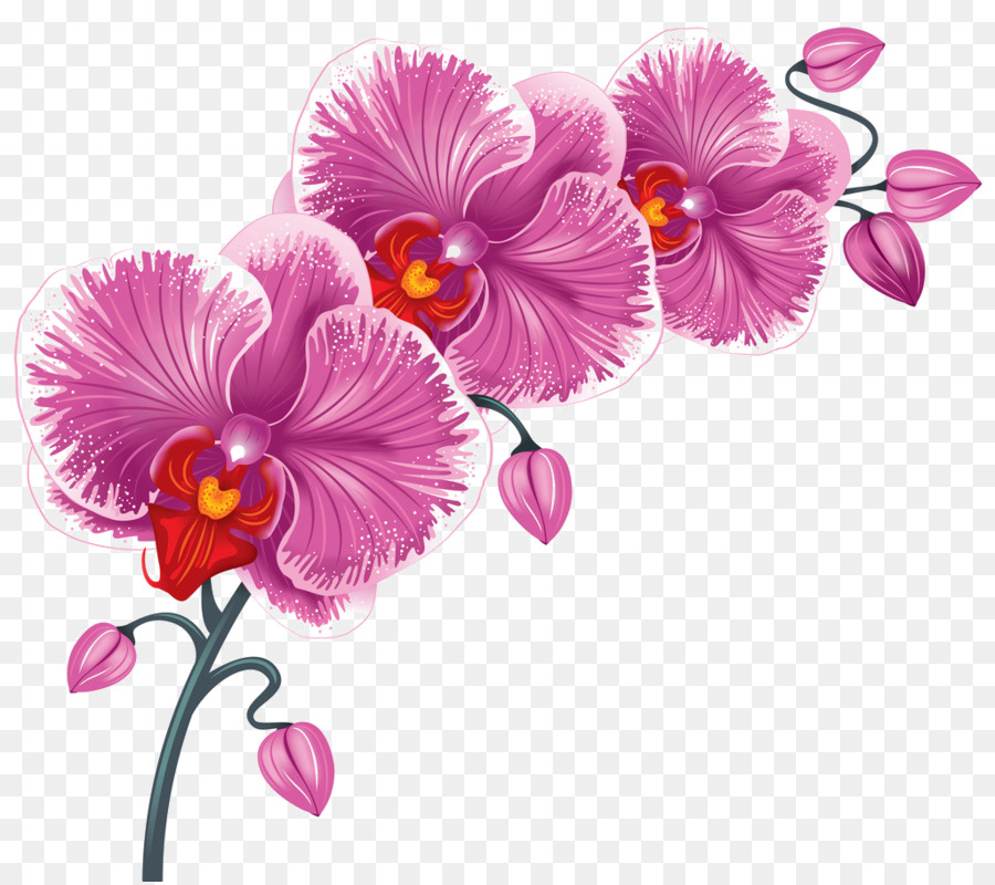 Orchidée，Fleur PNG