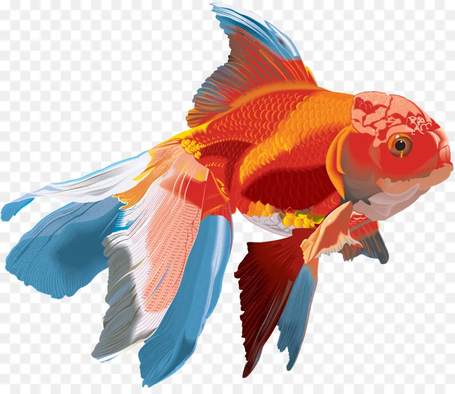 Poisson Coloré，Aquatique PNG