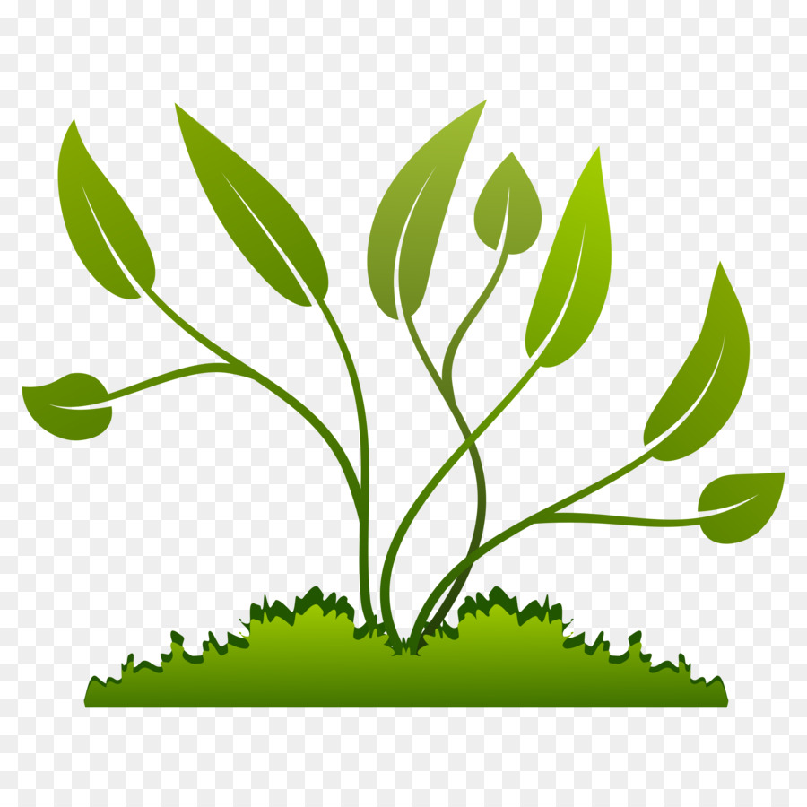 Fleur Et Feuilles，Usine PNG