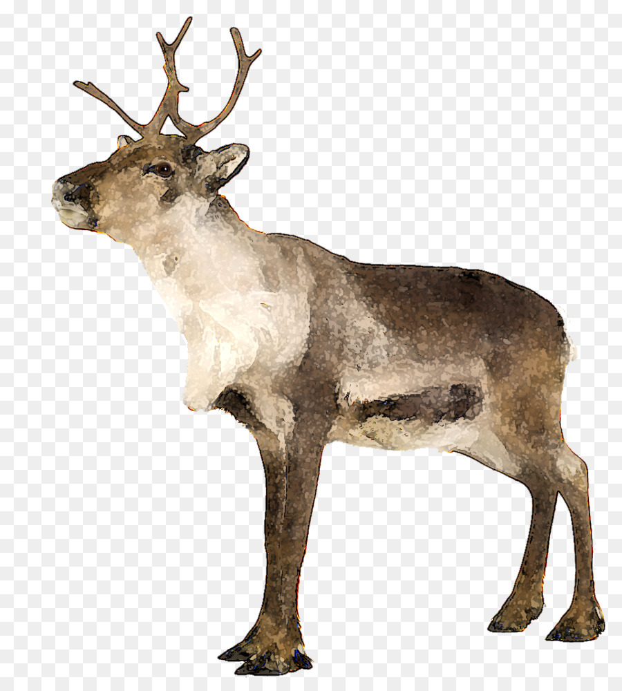 Cerf Galaxie，Bois PNG