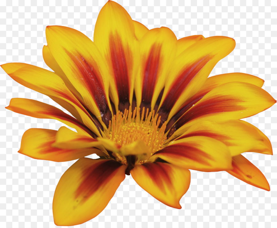 Fleur Jaune，Usine PNG