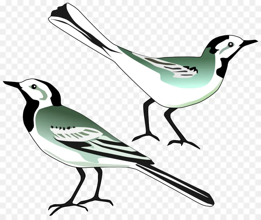 Oiseaux，Plumes PNG