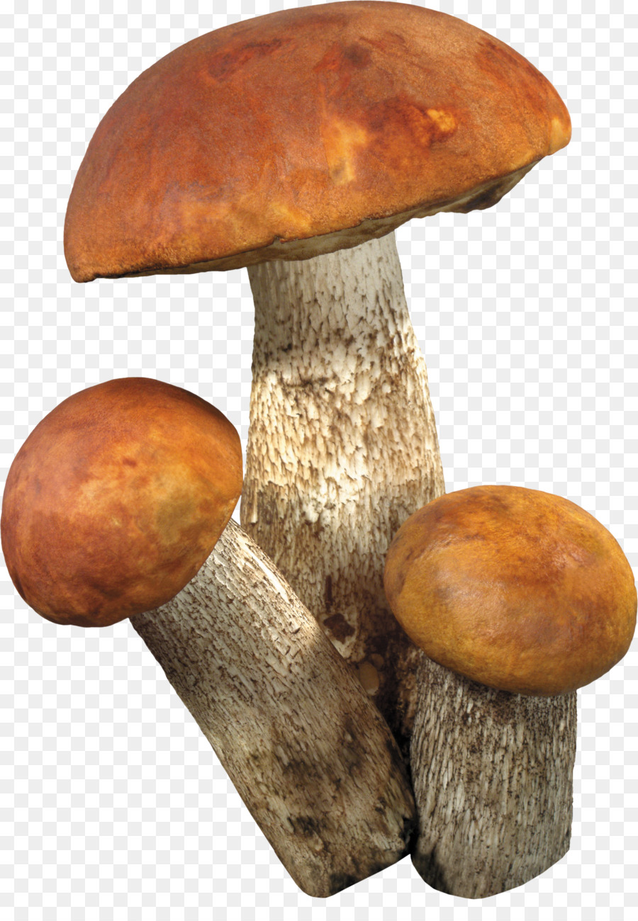 Champignons，Comestible PNG