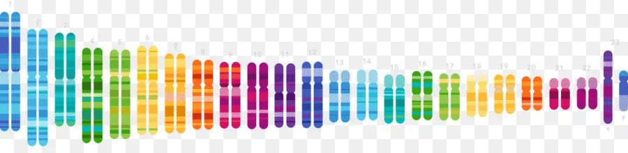 Projet Du Génome Humain，Test Génétique PNG