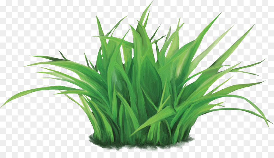 Herbe，Nature PNG