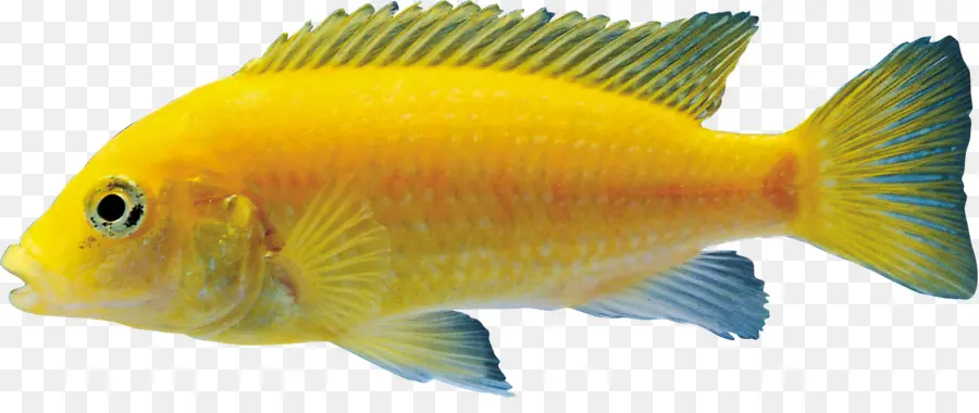 Poisson Jaune，Mer PNG