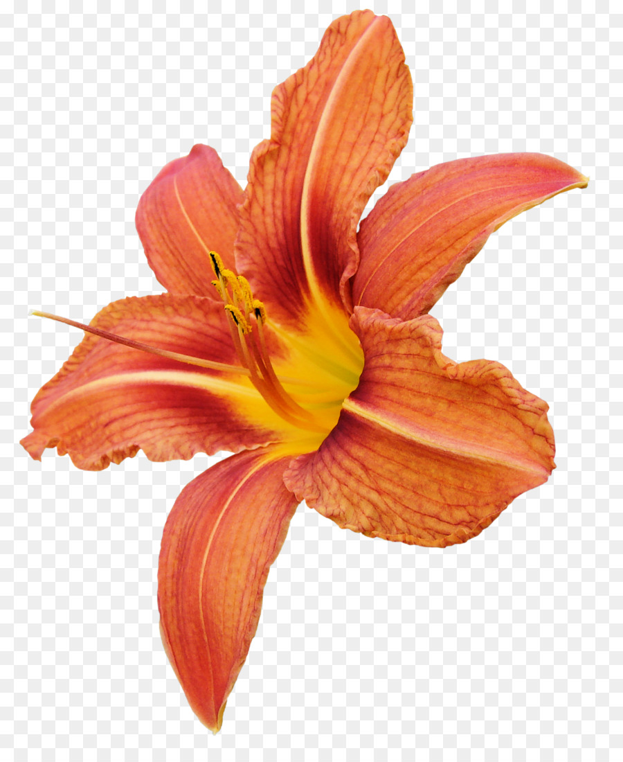 Fleur Colorée，Fleurir PNG