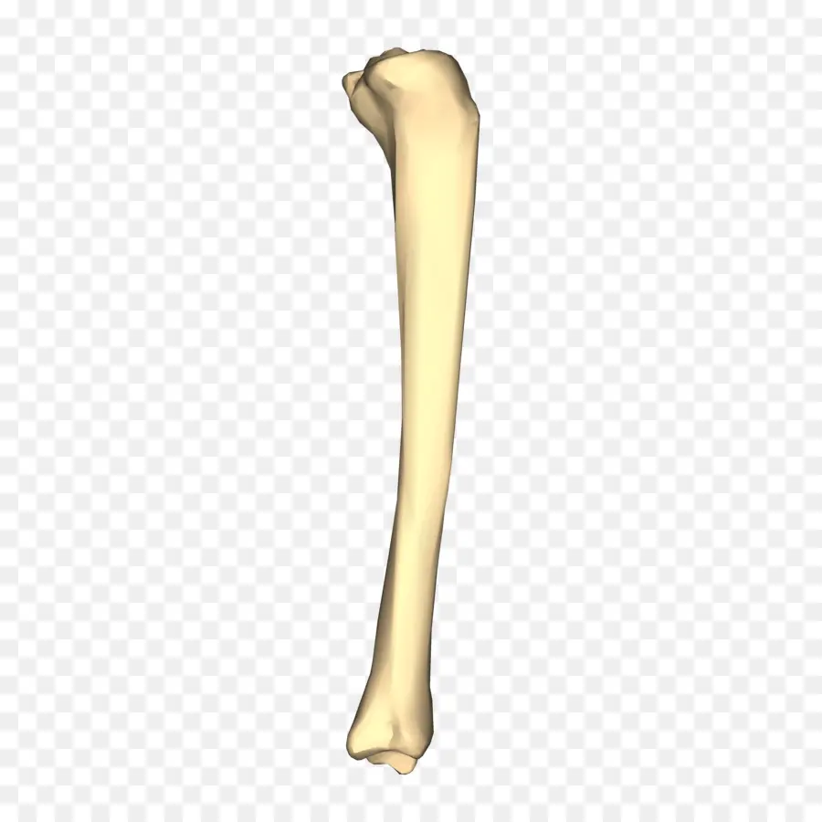 Tibia，Os PNG