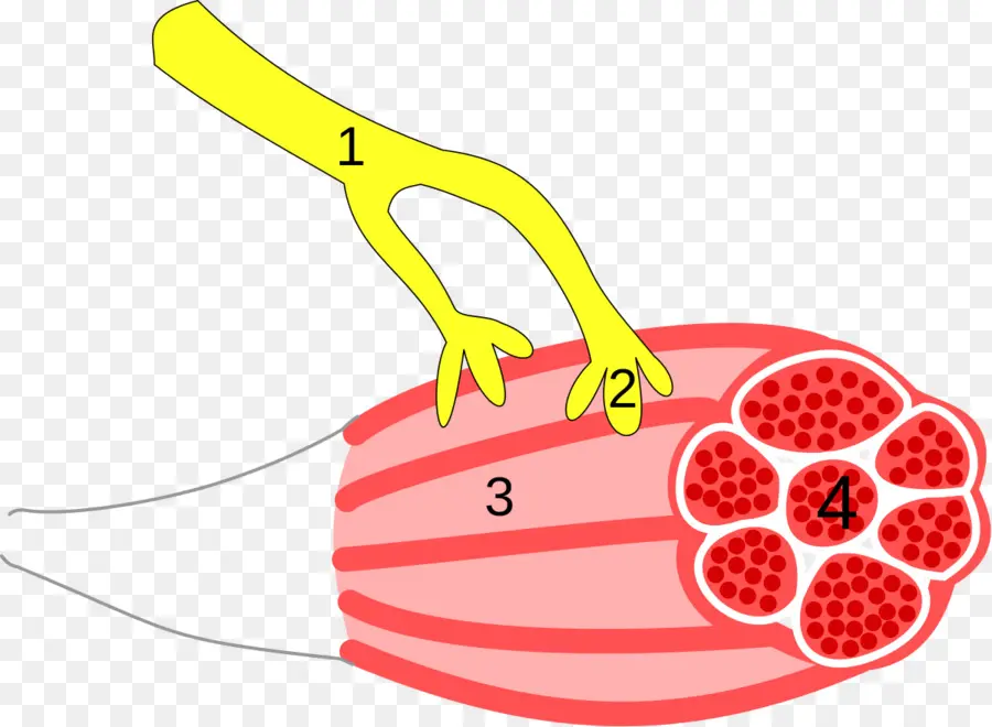 Nerf Et Muscle，Anatomie PNG