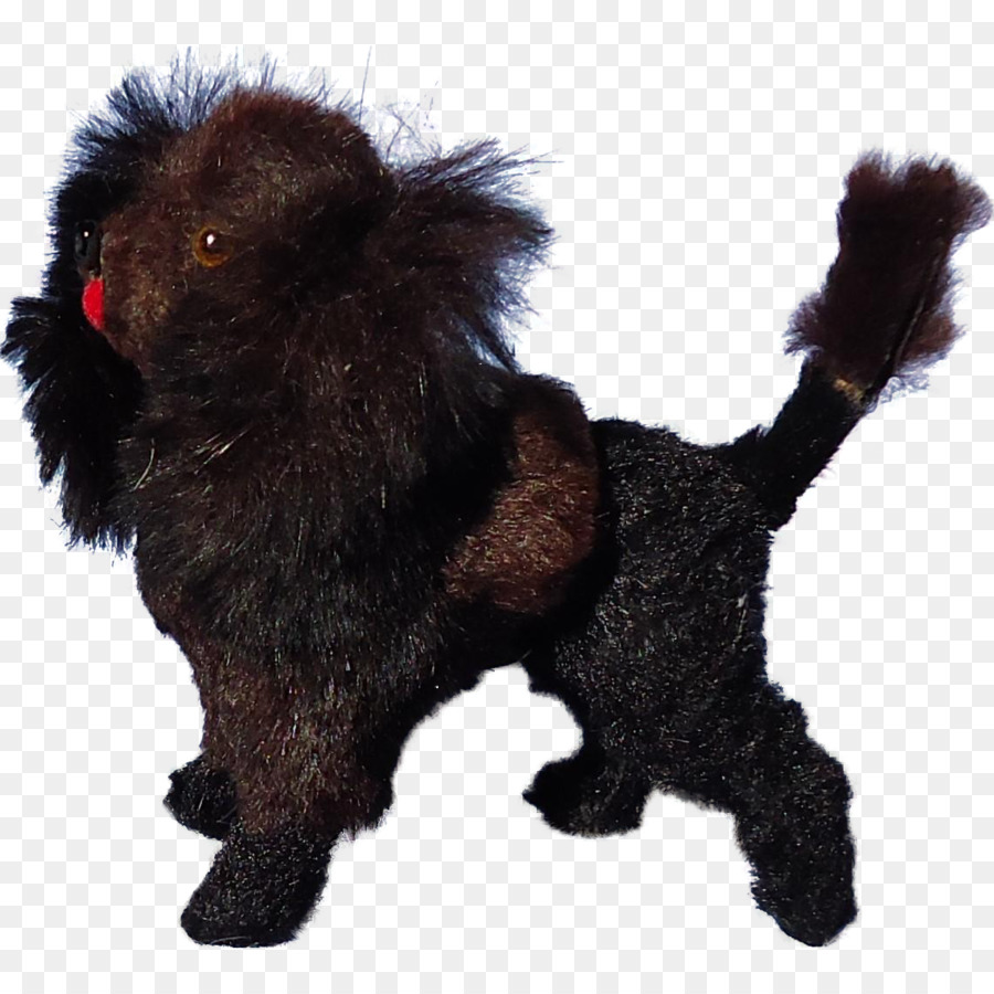 L Affenpinscher，Race De Chien PNG