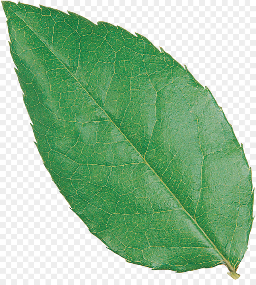 Feuille Violette，Nature PNG