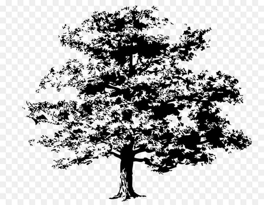 Arbre，Quercus Kelloggii PNG