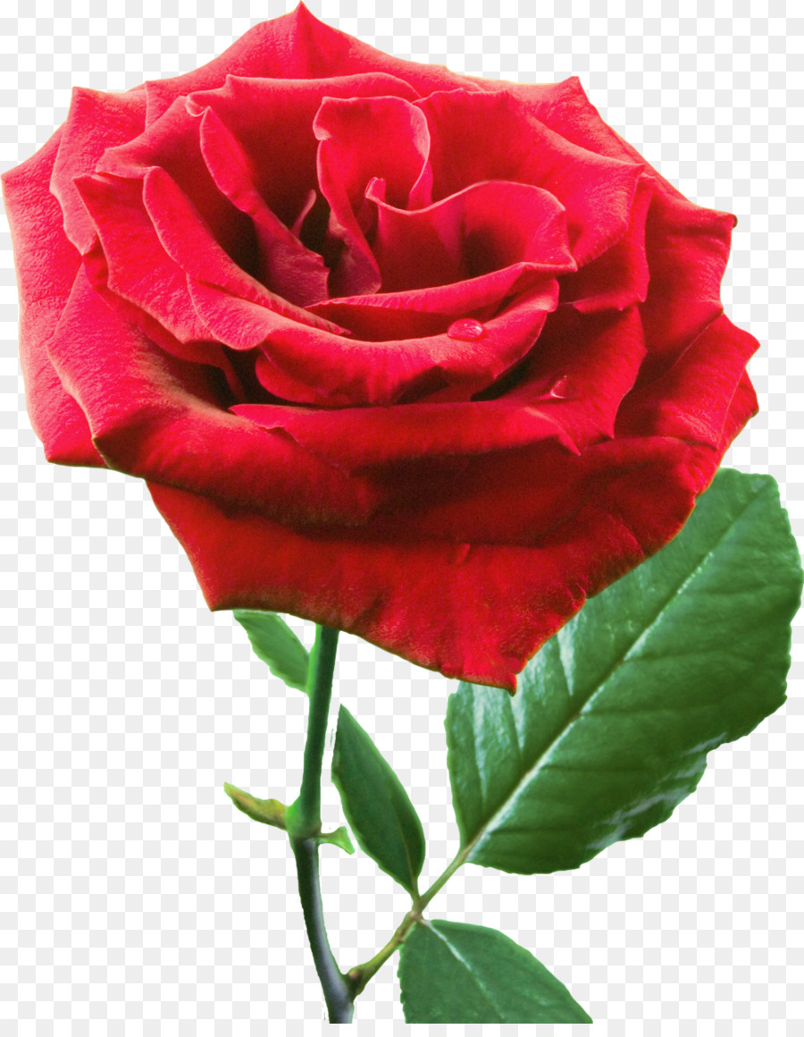 Rose Rouge，Fleurir PNG