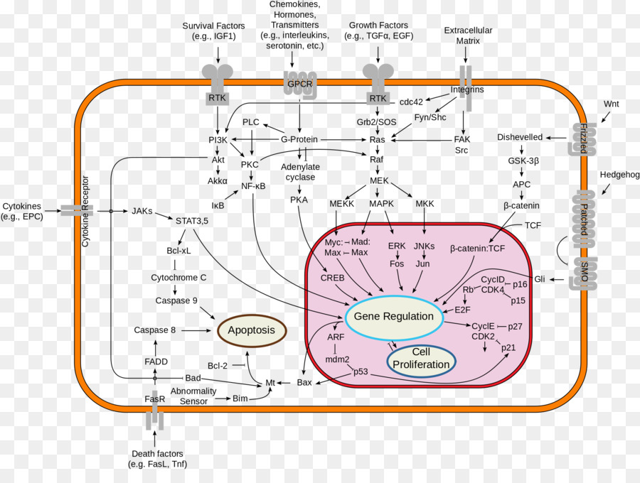 La Transduction Du Signal，La Signalisation Cellulaire PNG