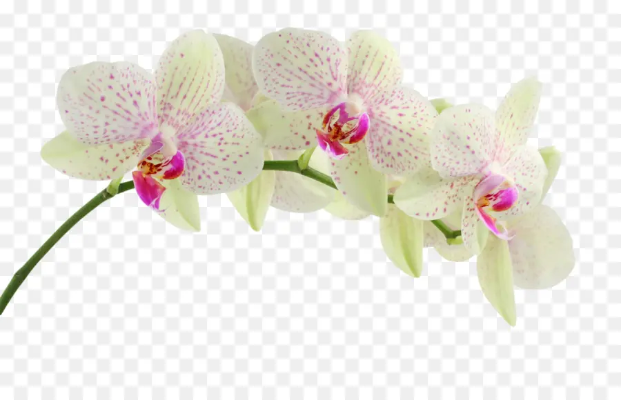 Orchidées，Téléphones Portables PNG