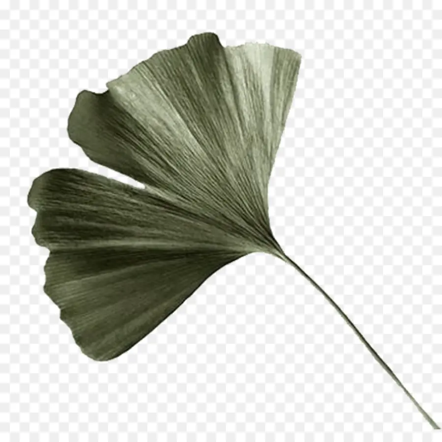 Feuille De Ginkgo，Vert PNG