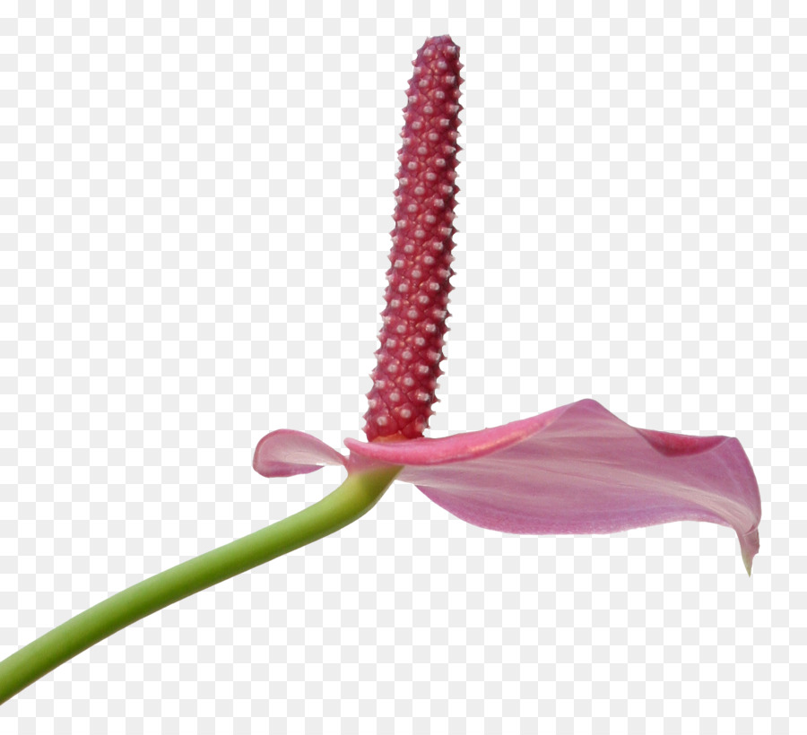 Fleur，Nénuphar PNG