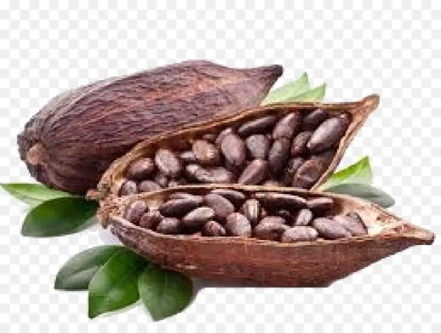 Fève De Cacao，Solides De Cacao PNG