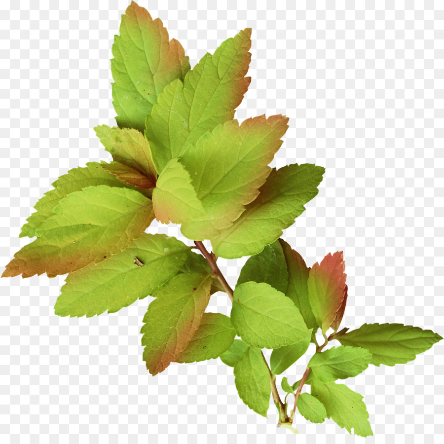 Plante Verte，Feuilles PNG