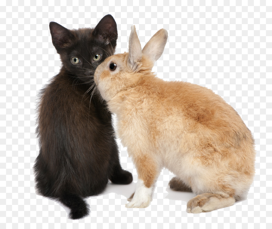 Chaton Et Lapin，Mignon PNG