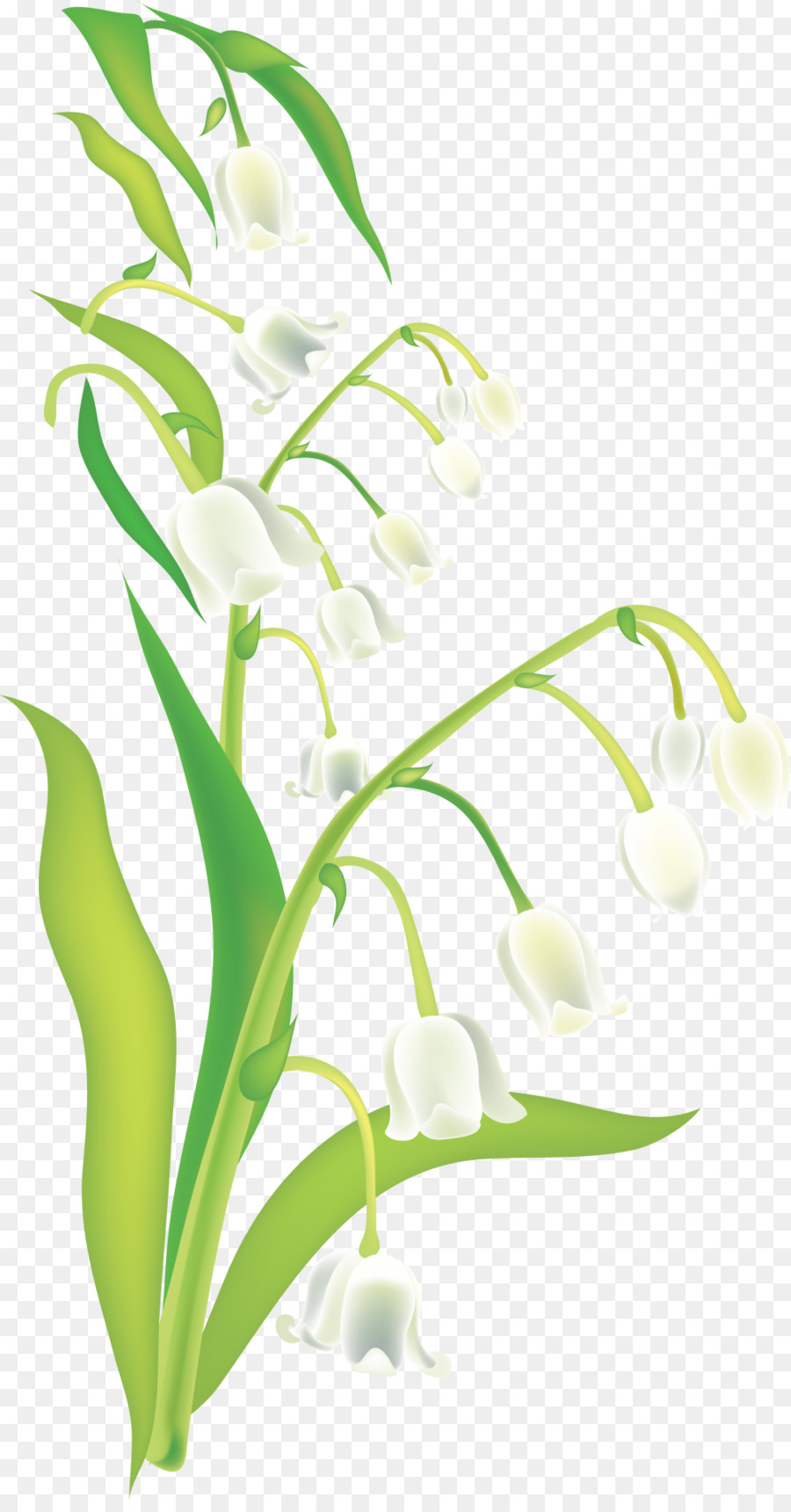 Muguet，Teinture PNG